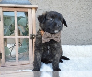 Border Collie-Poodle (Miniature) Mix Puppy for sale in HONEY BROOK, PA, USA