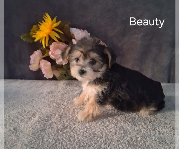Medium Photo #2 Yo-Chon Puppy For Sale in MOUNT PLEASANT, MI, USA