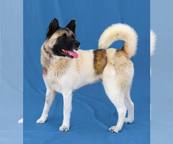 Medium Photo #2 Akita-Unknown Mix Puppy For Sale in Pasadena, CA, USA