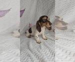 Small #3 Dachshund
