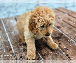 Goldendoodle Puppy for sale in LEON, KS, USA