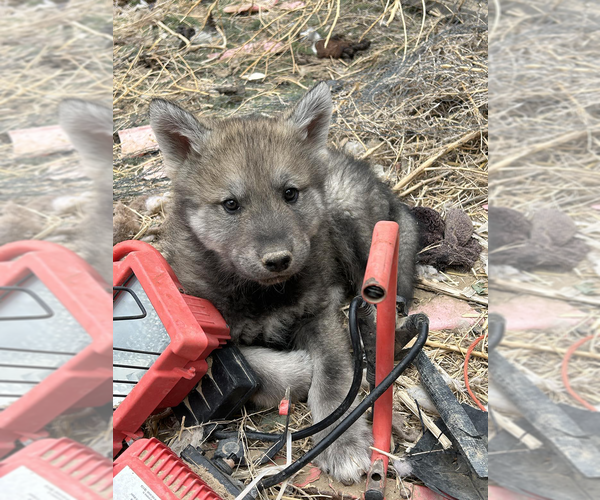 Medium Photo #3 Wolf Hybrid Puppy For Sale in LAMAR, CO, USA