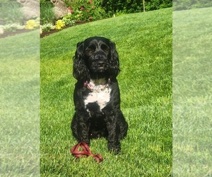 Portuguese Water Dog Puppy for sale in RINGWOOD, NJ, USA