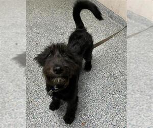 Labradoodle Dogs for adoption in Long Beach, CA, USA