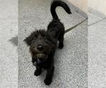 Small Labradoodle