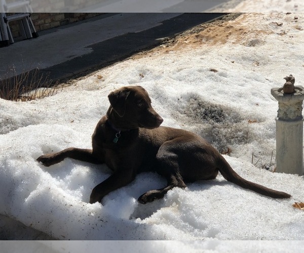 Medium Photo #1 Labrador Retriever Puppy For Sale in PRIOR LAKE, MN, USA