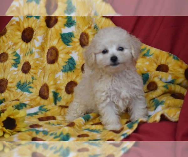 Medium Photo #1 Bichpoo Puppy For Sale in ELDORADO, OH, USA