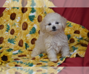 Bichpoo Puppy for sale in ELDORADO, OH, USA