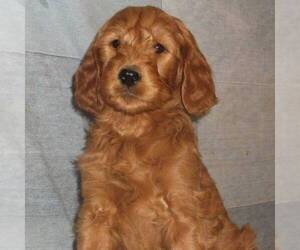 Goldendoodle Puppy for sale in THORP, WI, USA