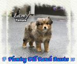 Image preview for Ad Listing. Nickname: Lamy
