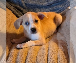 Catahoula Leopard Dog-Labrador Retriever Mix Dogs for adoption in SHERBURNE, NY, USA