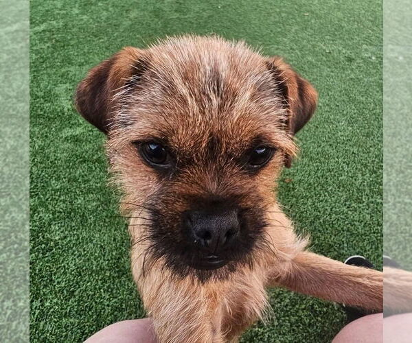 Medium Photo #4 Border Terrier Puppy For Sale in oakland, FL, USA