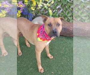 Mutt Dogs for adoption in Oklahoma City, OK, USA