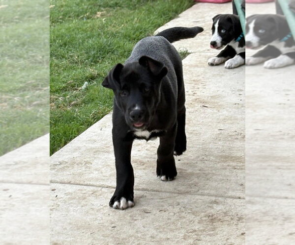 Medium Photo #4 Great Dane-Siberian Husky Mix Puppy For Sale in Bullard, TX, USA