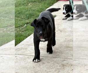 Nico - Male Great Dane-Siberian Husky Mix Dog for Adoption - Photo #4