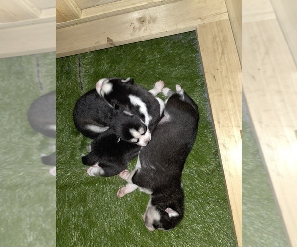 Medium Photo #114 Siberian Husky Puppy For Sale in ALTON, IL, USA