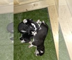 Small #39 Siberian Husky
