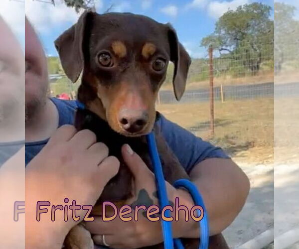 Medium Photo #7 Dachshund Puppy For Sale in San Antonio, TX, USA