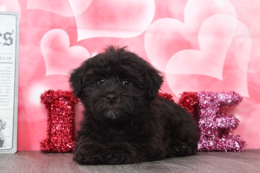 Medium Photo #4 Poodle (Toy)-Yorkshire Terrier Mix Puppy For Sale in BEL AIR, MD, USA