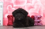 Small Photo #4 Poodle (Toy)-Yorkshire Terrier Mix Puppy For Sale in BEL AIR, MD, USA