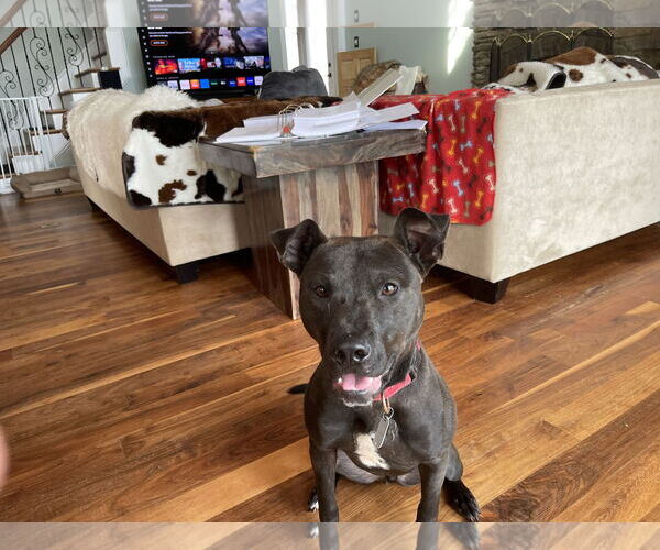 Medium Photo #15 Mutt Puppy For Sale in Holly Springs, NC, USA