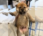 Small #2 Shiba Inu