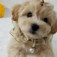 Maltipoo Puppy for sale in LEWISVILLE, TX, USA