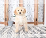 Small Photo #4 Goldendoodle Puppy For Sale in NAPLES, FL, USA