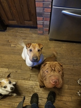 Medium Photo #1 Chinese Shar-Pei Puppy For Sale in WATERTOWN, WI, USA