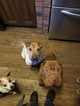 Small Photo #1 Chinese Shar-Pei Puppy For Sale in WATERTOWN, WI, USA