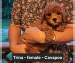 Small #5 Cavapoo (Miniature)