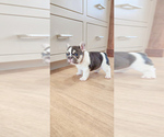 Small #2 French Bulldog
