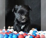 Small #2 Morkie