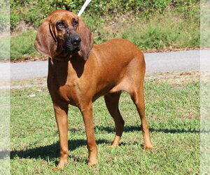 Bloodhound Dogs for adoption in Prattville, AL, USA