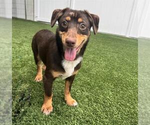 Chihuahua Dogs for adoption in Palmetto, FL, USA