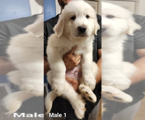 Medium Photo #2 Great Pyrenees Puppy For Sale in AKRON, OH, USA