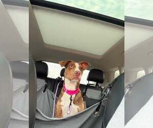 ANNABELLE - Female Mutt Dog for Adoption - Photo #2