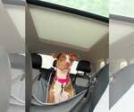 Small Photo #2 Mutt Puppy For Sale in Woodbury, NY, USA