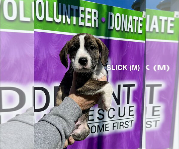 Medium Photo #1 Boxer-Unknown Mix Puppy For Sale in Mooresville, NC, USA