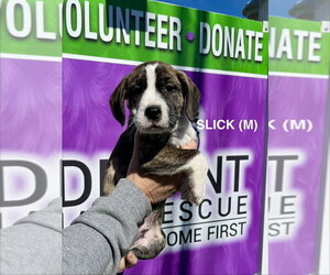 Boxer-Unknown Mix Dogs for adoption in Mooresville, NC, USA