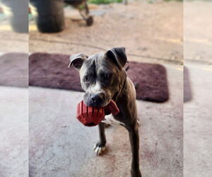 American Pit Bull Terrier-American Staffordshire Terrier Mix Dogs for adoption in Mesa, AZ, USA
