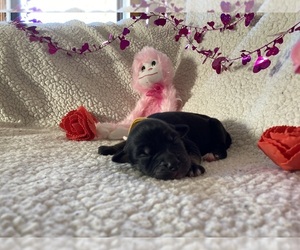 Goberian Puppy for sale in EVANSVILLE, IN, USA
