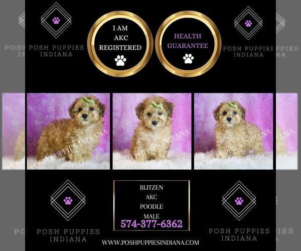 Medium Photo #2 Poodle (Toy) Puppy For Sale in WARSAW, IN, USA