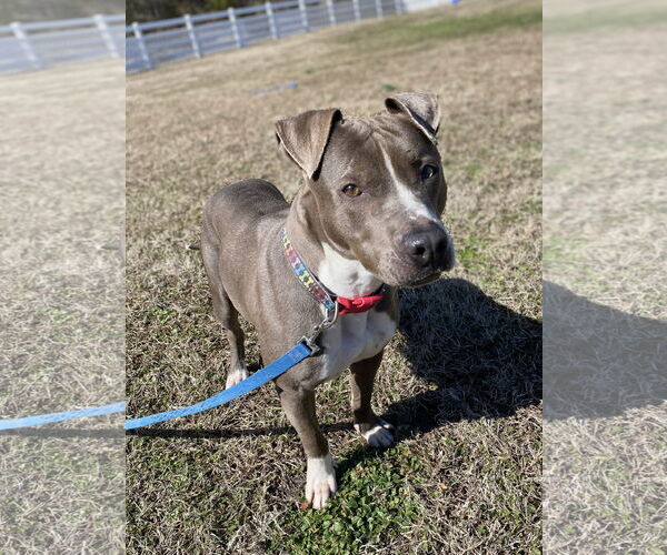 Medium Photo #9 American Pit Bull Terrier-Unknown Mix Puppy For Sale in Virginia Beach, VA, USA