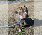 Small #8 American Pit Bull Terrier Mix