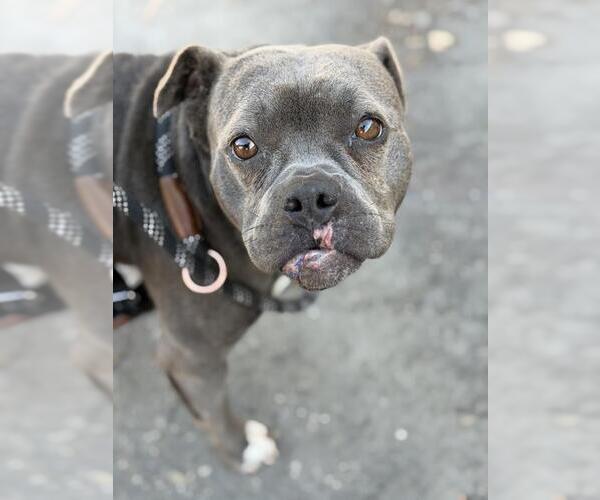 Medium Photo #1 Mutt Puppy For Sale in Santa Maria, CA, USA