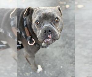 Mutt Dogs for adoption in Santa Maria, CA, USA