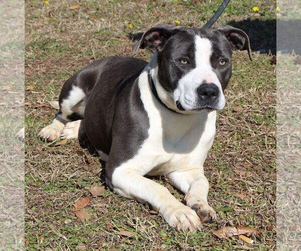 Medium Photo #2 Mutt Puppy For Sale in Prattville, AL, USA