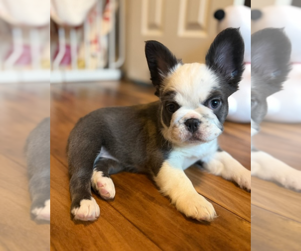 Medium Photo #1 French Bulldog Puppy For Sale in SACRAMENTO, CA, USA