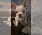 Small #4 French Bulldog